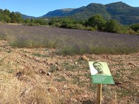 Nudging im Alpentourismus