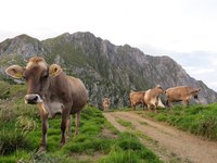 Qualität aus den Bergen