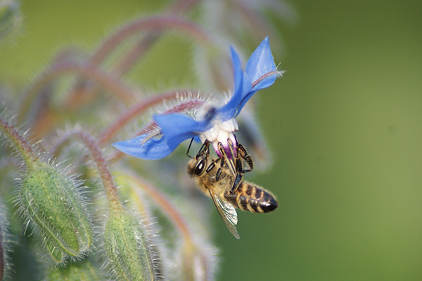 Rettung für die Bienen?