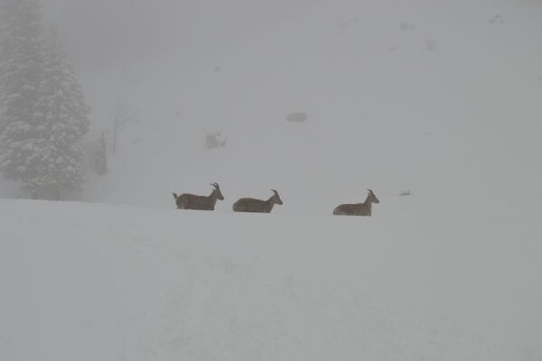 Schweizer Steinböcke für Bayerns Berge