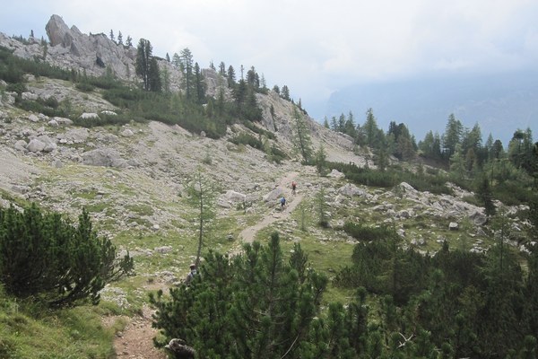 Wie reagiert der Bergwald auf die Klimakrise?