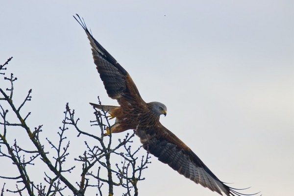 Wildtiere, Klimawandel und Blei