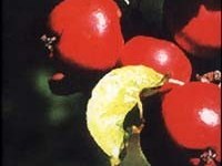 Alte Obstsorten am westlichen Bodensee