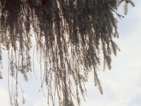 Začel se je projekt o raziskovanju dolgoživih toksičnih polutantov na območju Alp