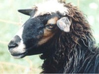 Tema prvega koordinacijskega sestanka je bila bovška ovca