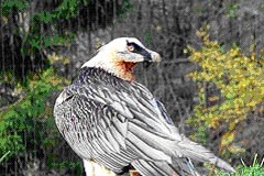 Brkati ser spet gnezdi v Švici