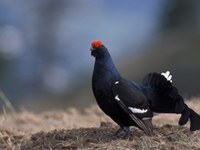 Zimski športi ogrožajo divje živali