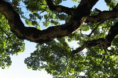 Gozd in Kjotski protokol