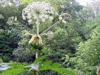 V Evropi 11.000 invazivnih vrst