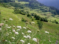 Letos bodo kresovi zagoreli za cvetoče travnike