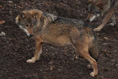 Alpska ekspedicija za ohranitev ekoloških omrežij