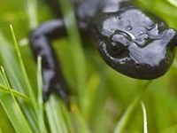 Kaj imajo skupnega slovenske Julijske Alpe in francoska gora Le Salève?