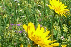 Biotska raznovrstnost - trenutno najaktualnejša tema