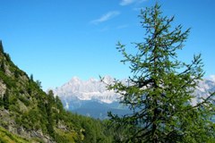 Podnebne spremembe: macesnovem zavijaču že primanjkuje macesnov