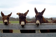 Pa smo spet na - oslu!