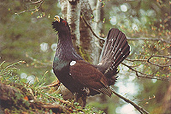 Od ekoloških otokov do povezane pokrajine