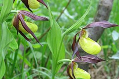 Avstrija mora bolje varovati Alpe