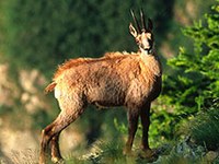 Kaj je pomembno za biotsko raznovrstnost v Alpah?