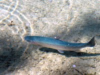 Alpske reke brez vode