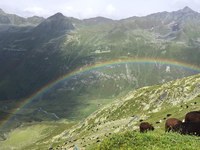 Alpska mreža pastirjev in pastiric