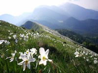 Med narcise letos le z avtobusom