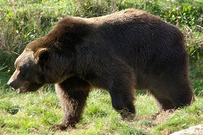 Medved – odgovornost je naša
