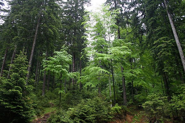 Napoved: Strokovna ekskurzija v Pahernikove gozdove