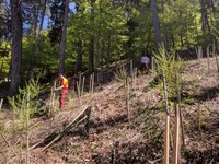 Napoved: Tečaj nege gozda s poudarjeno socialno funkcijo