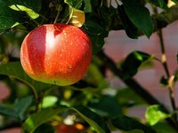 Opraševanje jablan prinaša novi poklic