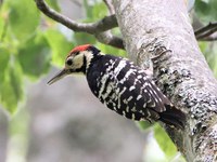 Pomen naravi prepuščenih gozdov za gozdne specialiste