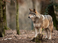 Sporni načrti EU: sprememba varstvenega statusa volkov