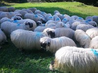 Švicarski volivci zavrnili zakon o lovu