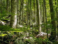 Uredba o obnovi narave - Evropski parlament glasoval za sprejetje