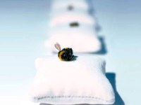 Alpe na odru št. 106 - »Majhna žuželka, velik učinek«