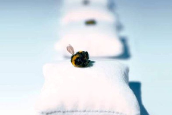 Alpe na odru št. 106 - »Majhna žuželka, velik učinek«